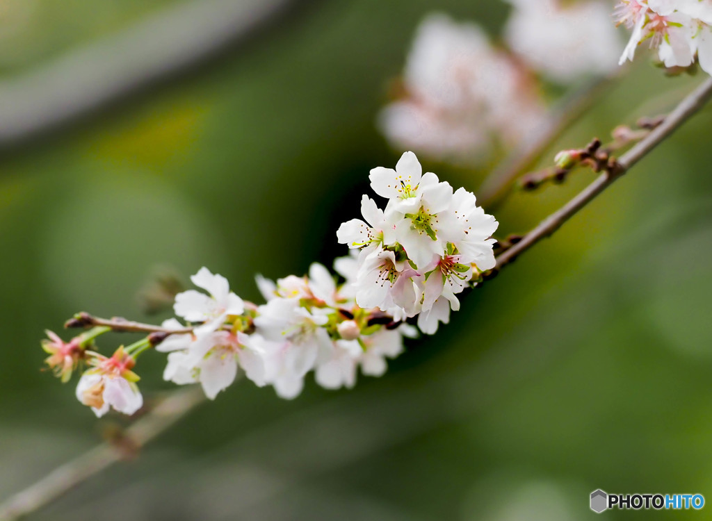 四季桜