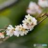 四季桜