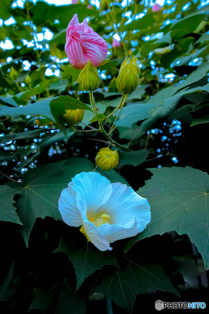 芙蓉