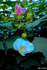 芙蓉