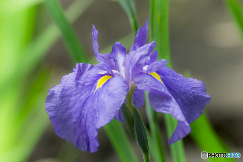 菖蒲