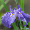菖蒲