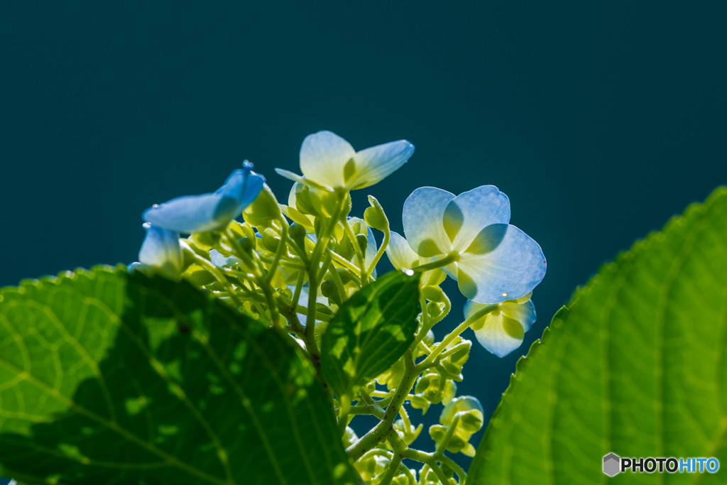 逆光の中の紫陽花