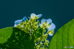 逆光の中の紫陽花