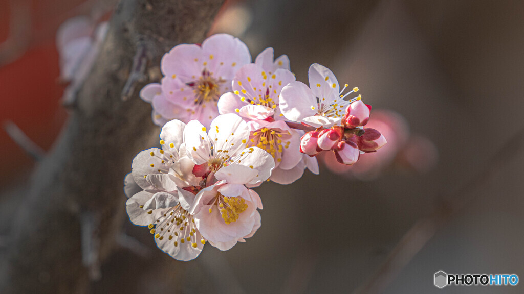 梅花