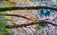 満開の桜