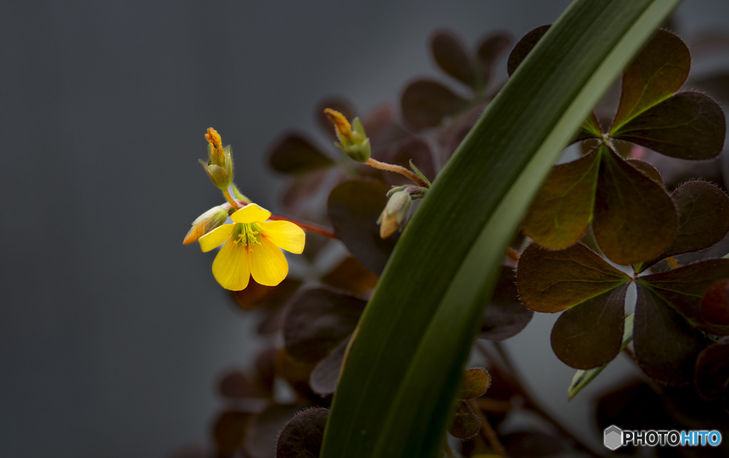 雑草の花