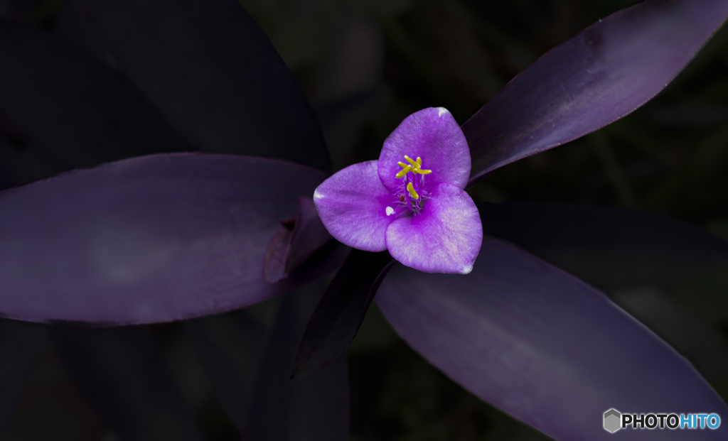 一輪の花