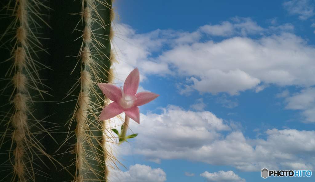 窓辺の植物