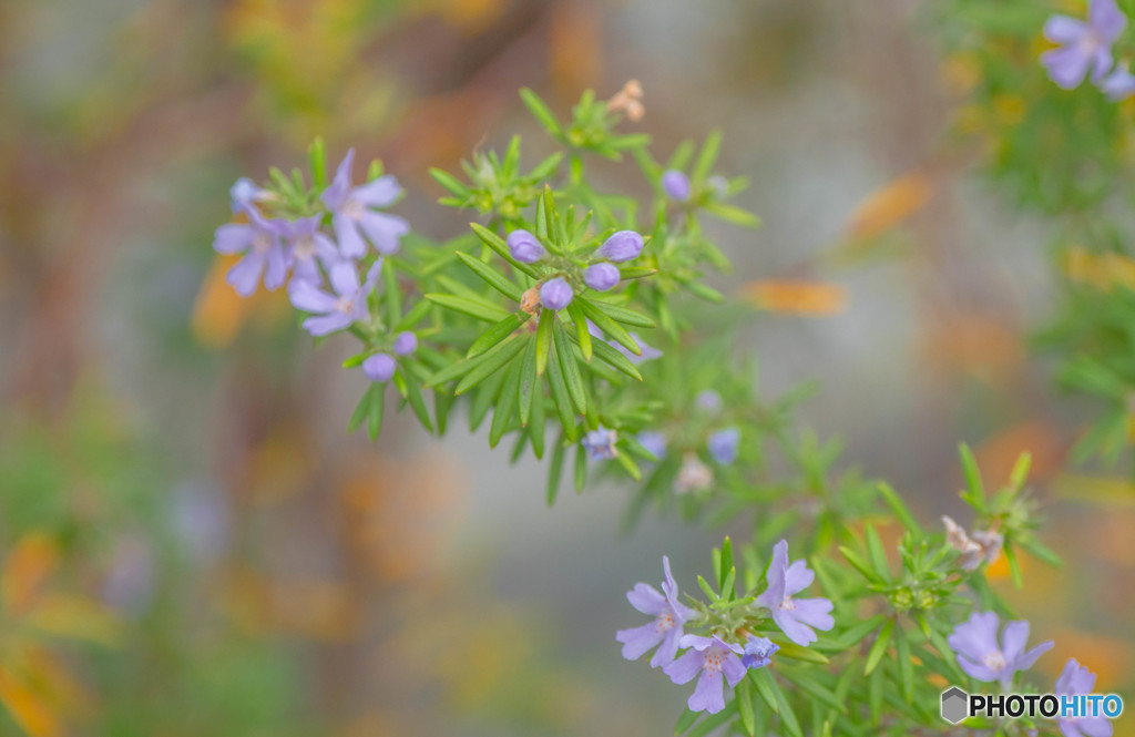 雑草の花