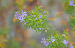 雑草の花