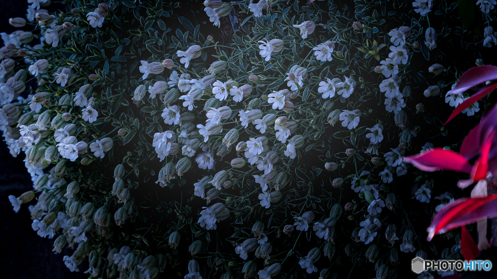 flower