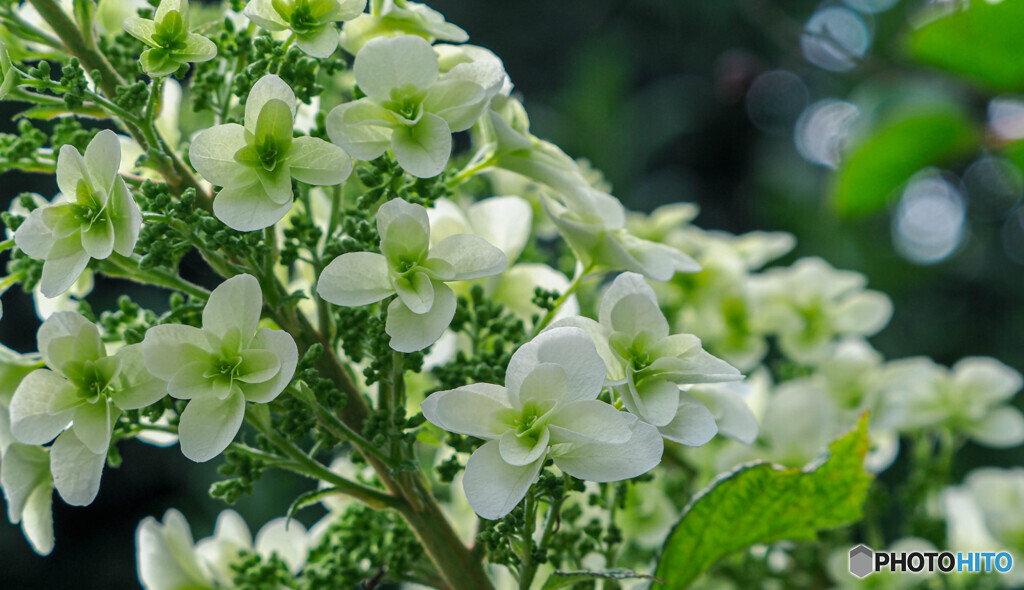 紫陽花