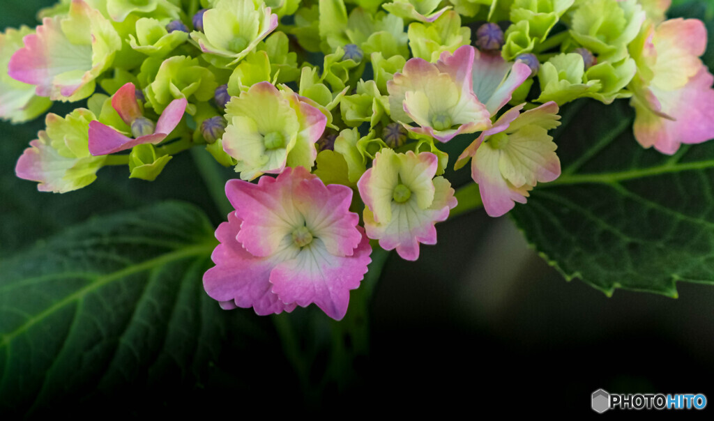 紫陽花