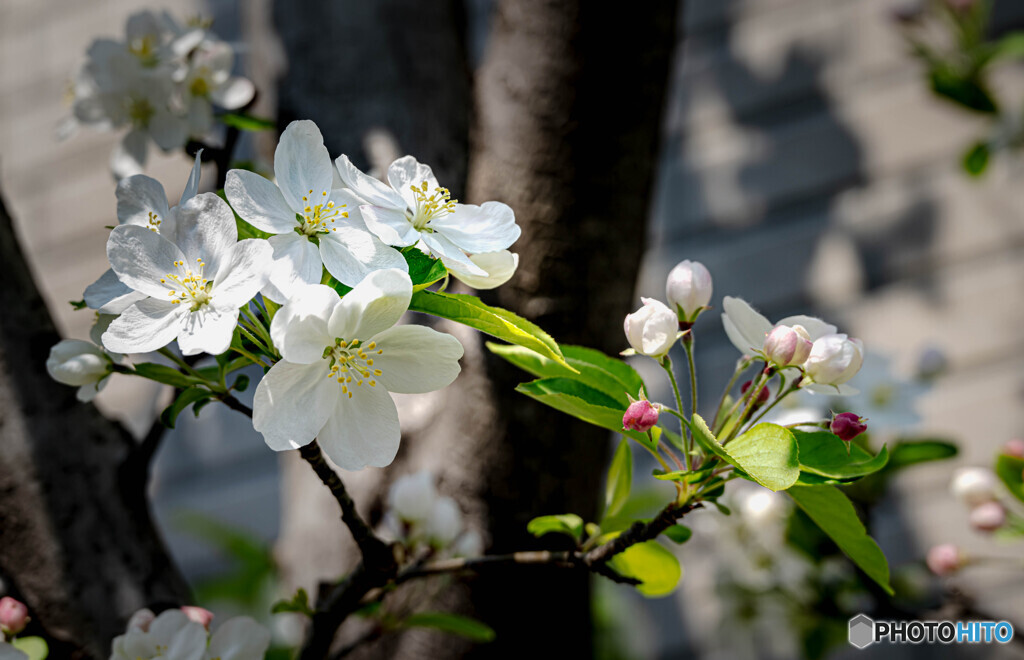 リンゴの花