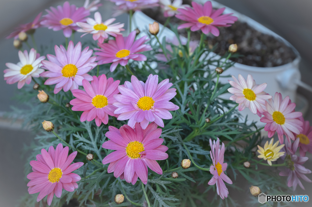 鉢植えの花