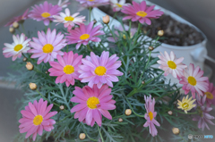 鉢植えの花