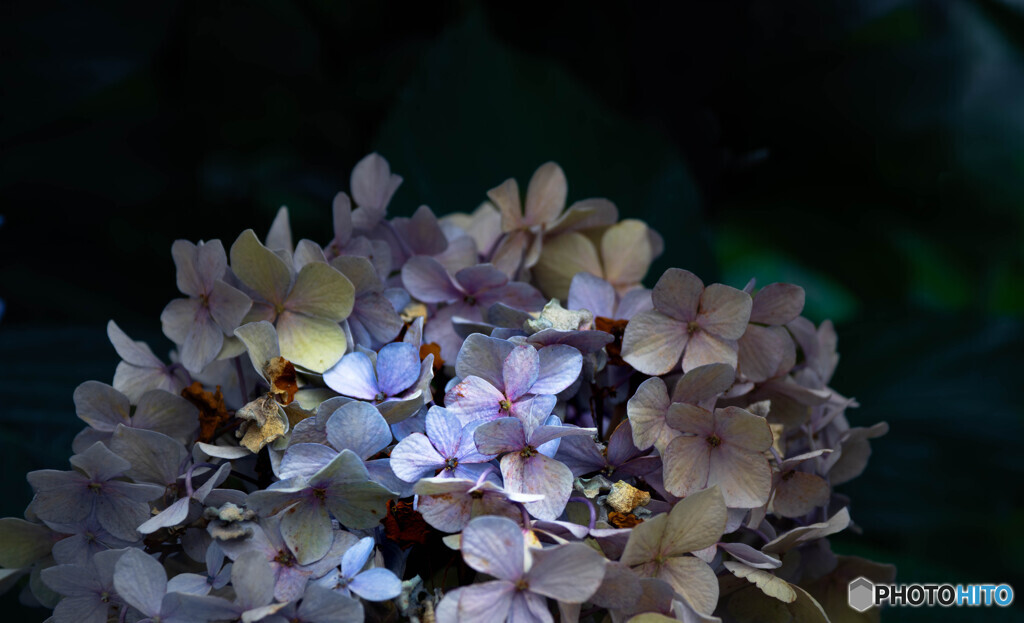 紫陽花