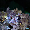 紫陽花