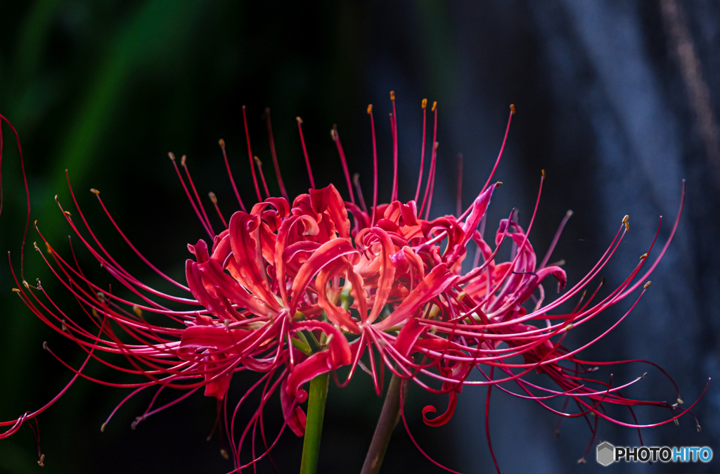 曼殊沙華