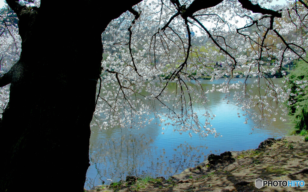 池の桜