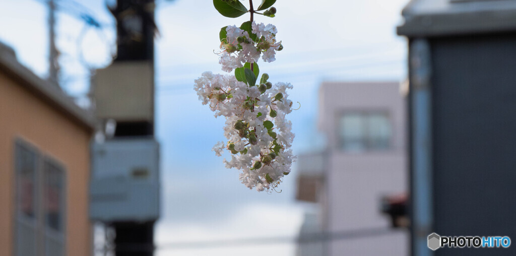 街中の百日紅