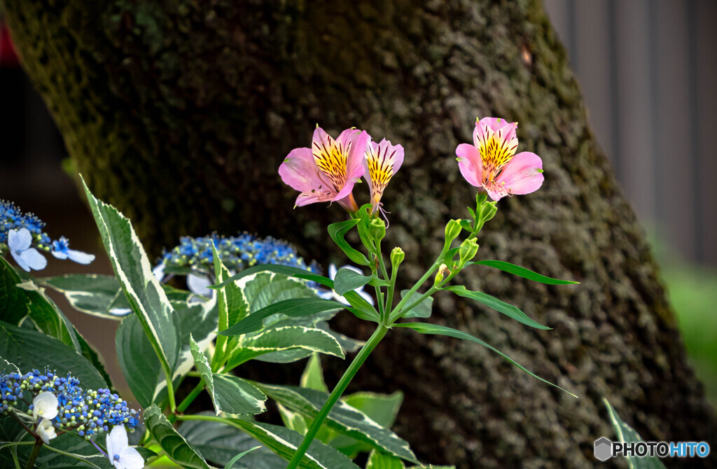 flower