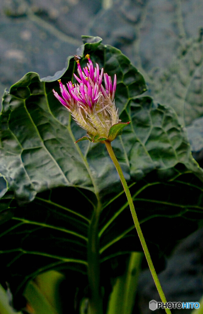 一輪の花