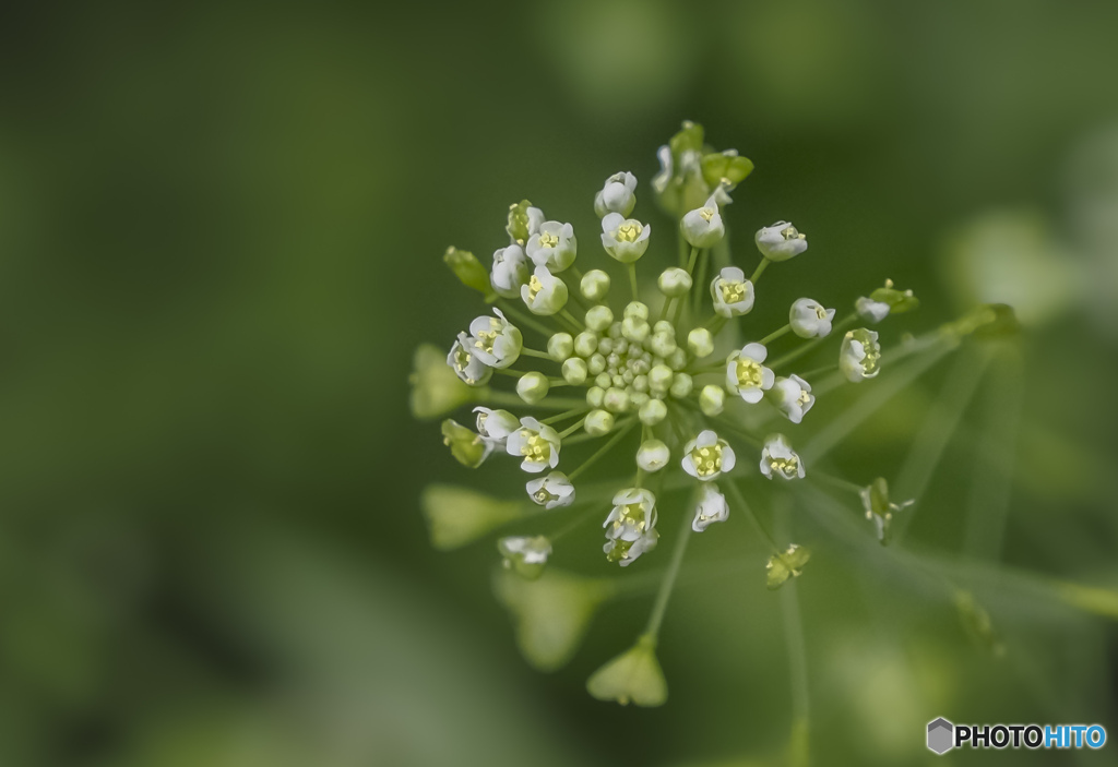 雑草の花