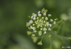 雑草の花