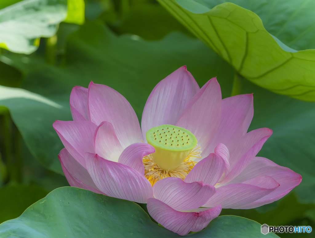 夏の花