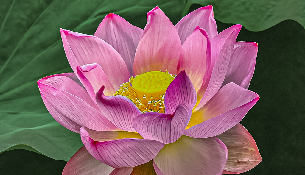 蓮の花
