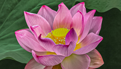 蓮の花