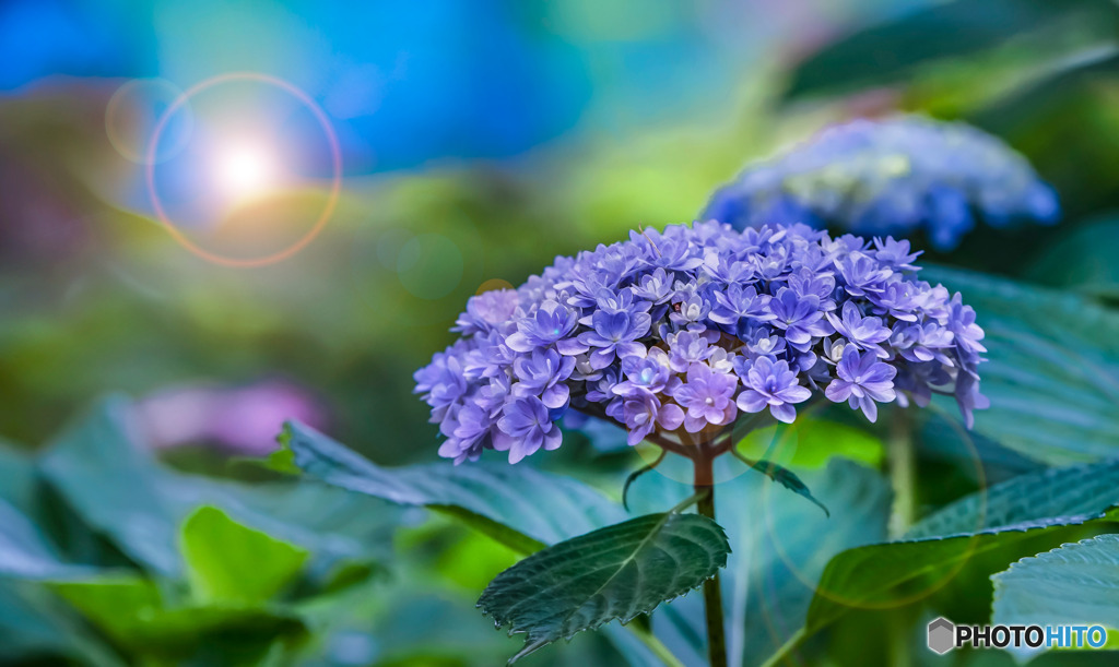 紫陽花の里