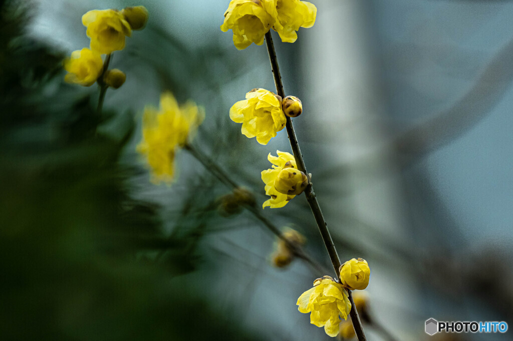 冬の花