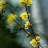冬の花