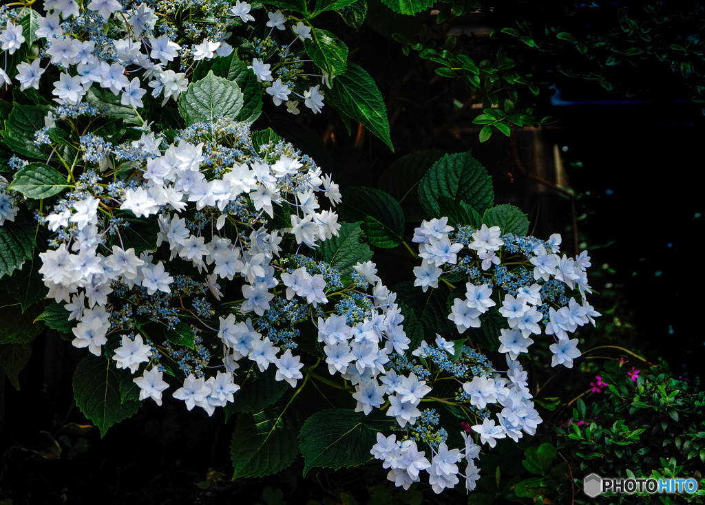 隅田の花火 By 光の子 Id 761 写真共有サイト Photohito