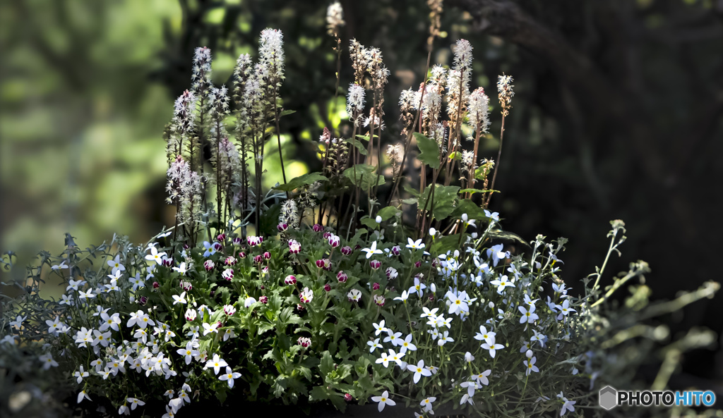 寄せ植えの花