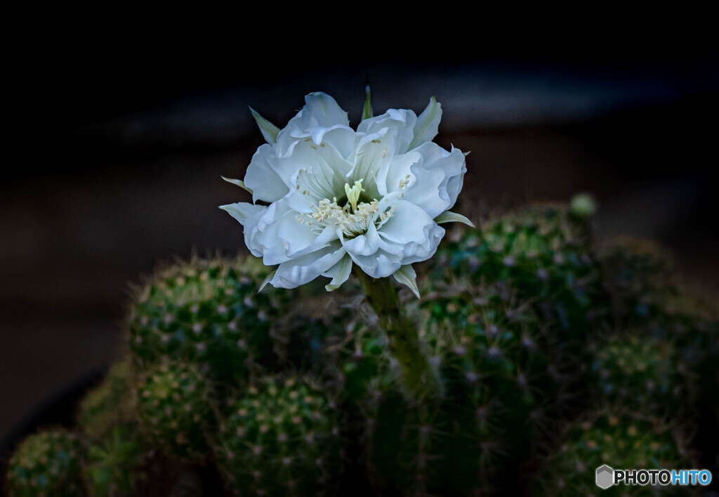 サボテンの花