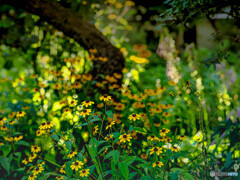 ルドベキアが咲く