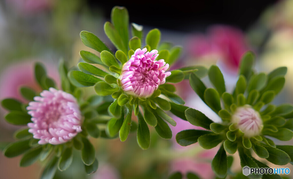 花瓶の花