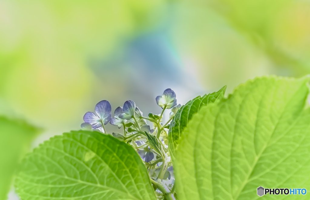紫陽花