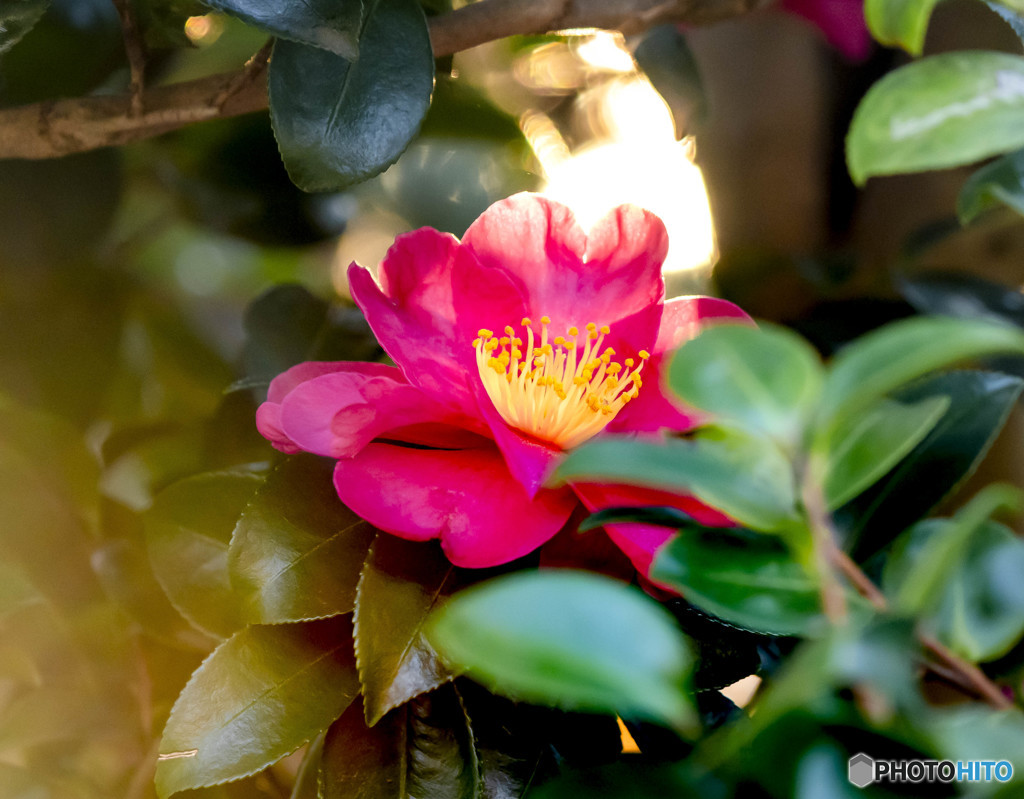 山茶花