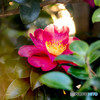 山茶花