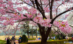 桜を愛でる人々
