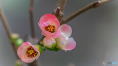 小さな花