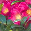 山茶花