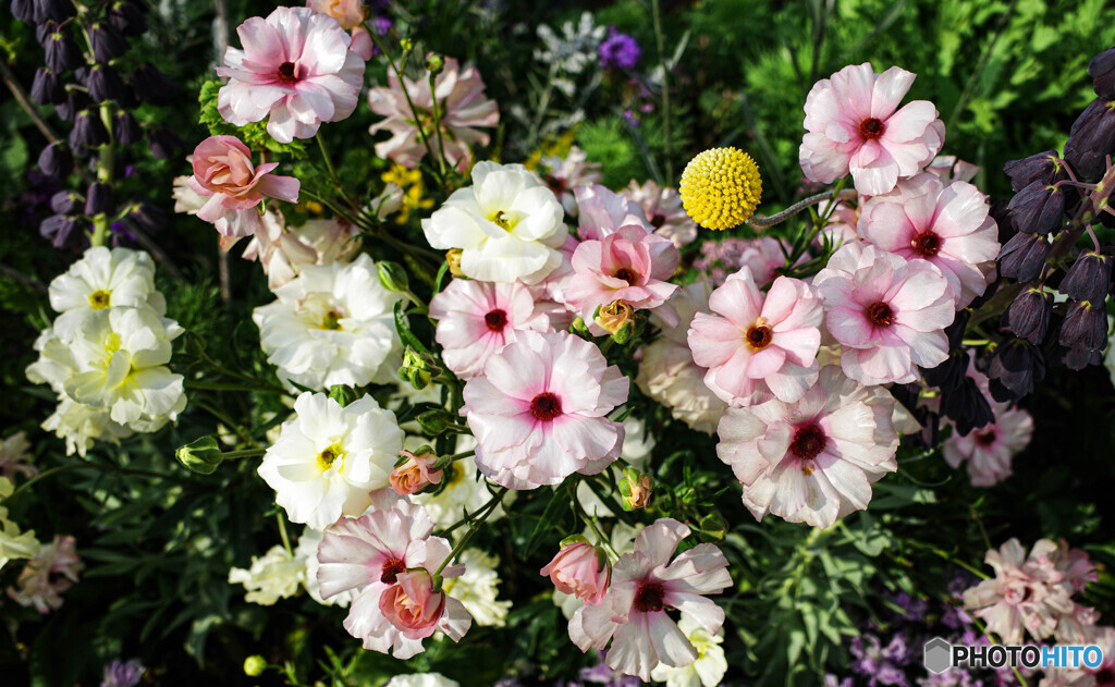 鉢植えの花