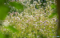 雑草の花