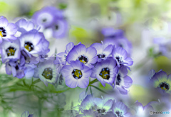 花壇の花